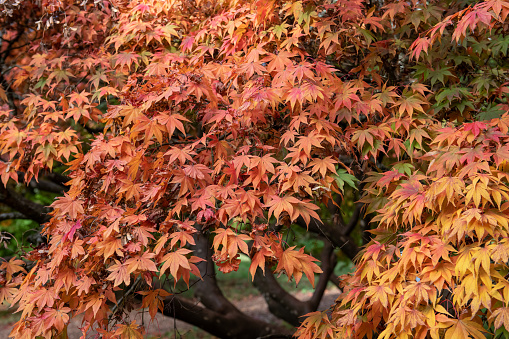 Japanese Maple Tree in Autumn with vivid colors in Portland Garden