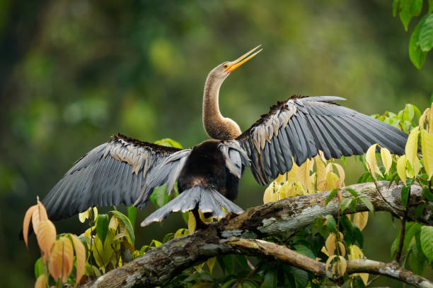 アンヒンガ(anhinga anhinga)は、スネークバード、アメリカンダーターまたはウォーターターキー、暖かいアメリカの鳥と呼ばれ、悪魔の鳥またはヘビの鳥、アンヒンギダエを意味します。アマ� - anhinga ストックフォトと画像