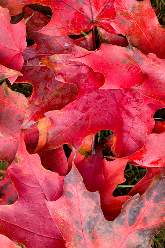 Bright colorful autumn leaves isolated on white background