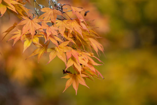 japanischer ahorn (acer palmatum) - acer japonica stock-fotos und bilder