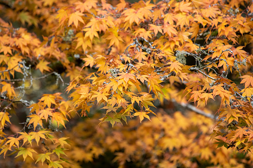 Close up of orange leaves on a Japanese maple (acer palmatum) tree in autumn