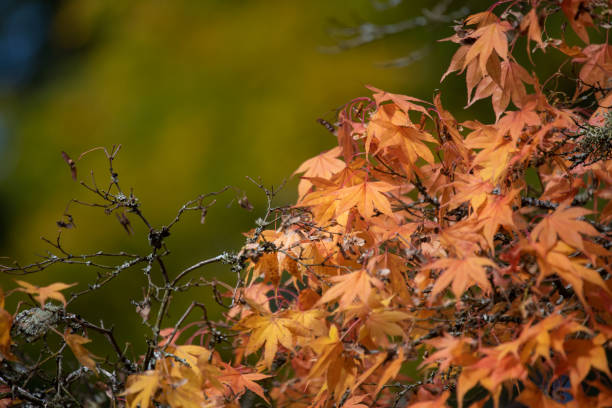 klon japoński (acer palmatum) - autumn japanese maple maple tree selective focus zdjęcia i obrazy z banku zdjęć