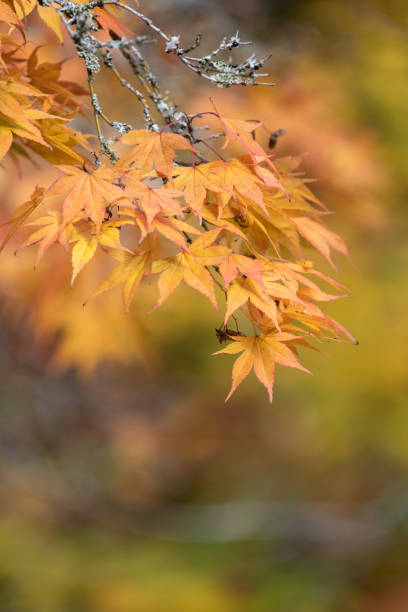 klon japoński (acer palmatum) - autumn japanese maple maple tree selective focus zdjęcia i obrazy z banku zdjęć