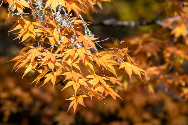 イロハモミジ(エイサーパルマタム)の木 - autumn japanese maple maple tree selective focus ストックフォトと画像