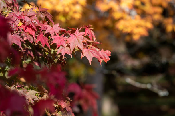 イロハモミジ(エイサーパルマタム)の木 - autumn japanese maple maple tree selective focus ストックフォトと画像