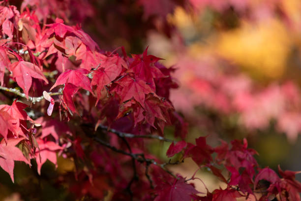 klon japoński (acer palmatum) - autumn japanese maple maple tree selective focus zdjęcia i obrazy z banku zdjęć