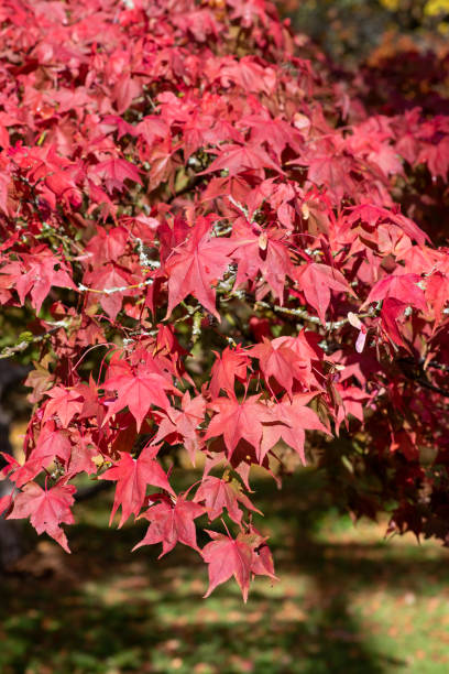 érable japonais (acer palmatum) - japanese maple autumn leaf tree photos et images de collection