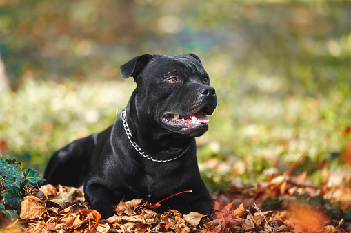 Portrait of English Staffordshire bull terrier dog in autumn leaves in forest.  Selective focus, copy space