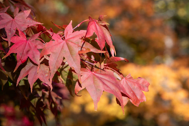 klon japoński (acer palmatum) - autumn japanese maple maple tree selective focus zdjęcia i obrazy z banku zdjęć