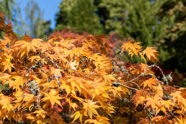 japanischer ahorn (acer palmatum) - acer japonica stock-fotos und bilder