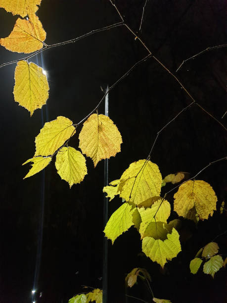 istock Autumn Leaves in Cologne 1437760635