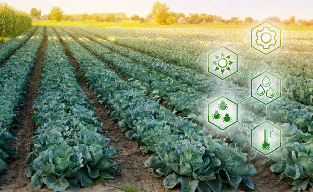 istock Cabbage plantations grow in the field. High technologies and innovations in agro-industry. Study quality of soil and crop. Selective focus 1437760659