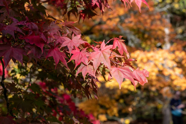 イロハモミジ(エイサーパルマタム)の木 - autumn japanese maple maple tree selective focus ストックフォトと画像