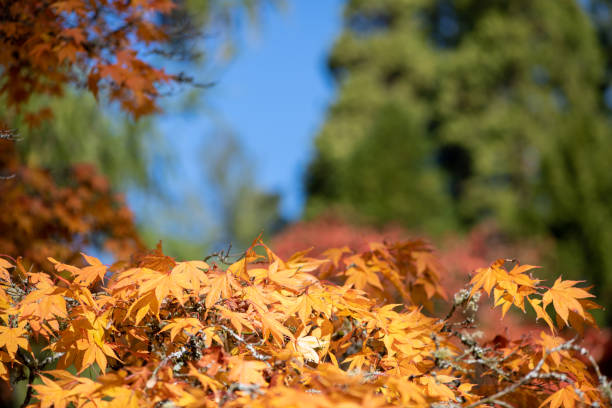 イロハモミジ(エイサーパルマタム)の木 - autumn japanese maple maple tree selective focus ストックフォトと画像