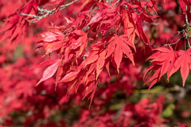 イロハモミジ(エイサーパルマタム)の木 - autumn japanese maple maple tree selective focus ストックフォトと画像