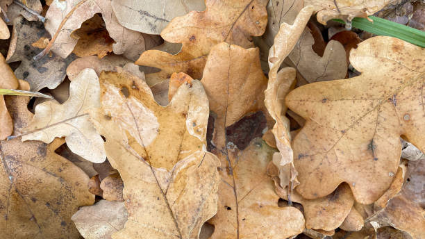 istock oak leaves on the ground in the forest 1437761047