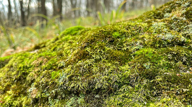 istock green moss on the ground in the forest 1437761099