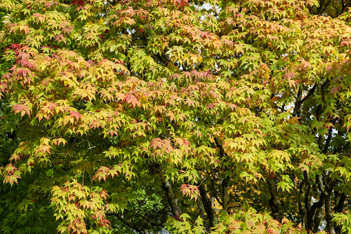 Close up of autumn leaves on a Japanese maple (acer japonica) tree