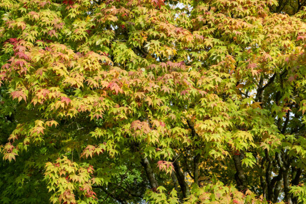 klon japoński (acer japonica) drzewo - acer japonica zdjęcia i obrazy z banku zdjęć