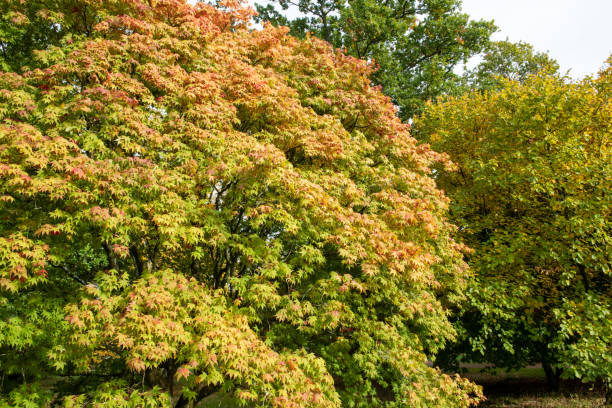 klon japoński (acer japonica) drzewo - acer japonica zdjęcia i obrazy z banku zdjęć