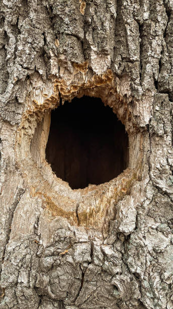 istock Bird nest in the hollow tree trunk 1437761118