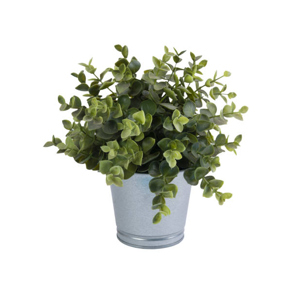 istock A plant in the pot 1437761439