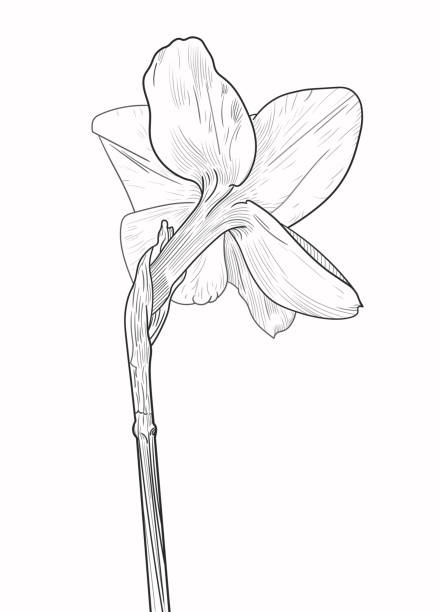 istock Sketch of a flower of a daffodil close-up on a white background. Vector illustration in a linear style. Isolated, narcissus. Hatching. Back view. 1437763528