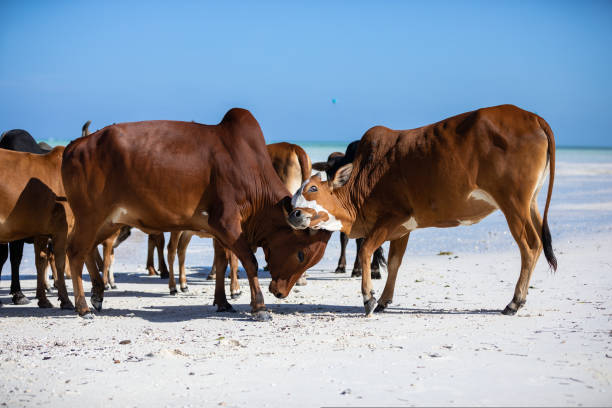 istock cows play on the beach near the water 1437765830