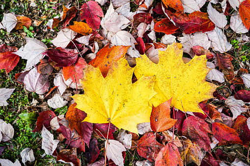 Two yellow Sugar Maple leaves on top of red maple leaves on the floor of a woods during Autumn in Ohio, USA.  Close-up.