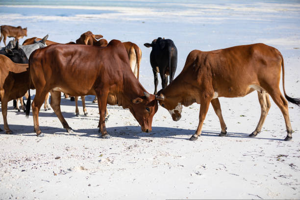 istock cows play on the beach near the water 1437766114
