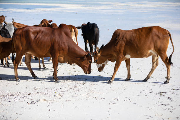 istock cows play on the beach near the water 1437766978