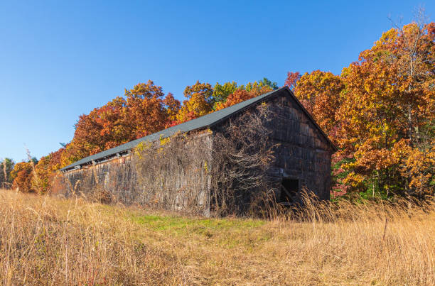 Old tobacco barn and fall foliage stock photo