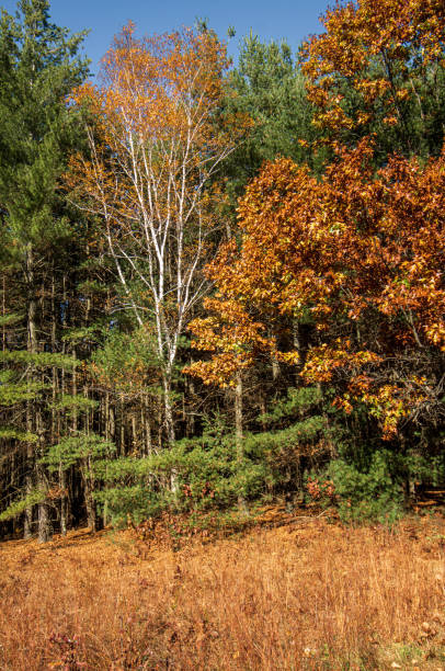 istock Birch tree among the pines and oaks 1437767463