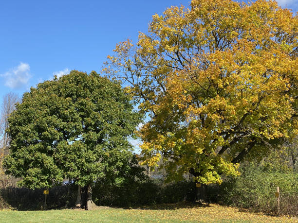 istock Two yellow and green trees  in a field under the blue sky 1437767478