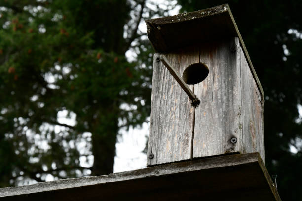 istock Old Wooden Handmade Birdhouse 1437768848