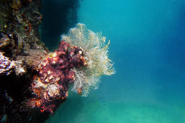 Christmas tree hydroid, Mediterranean species - Pennaria disticha