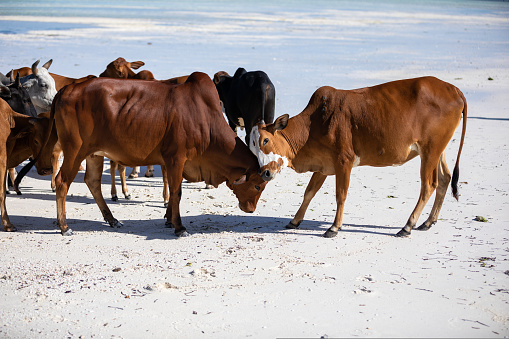 Two brown cows play on the sunny beach of Zanzibar near the water. High quality photo