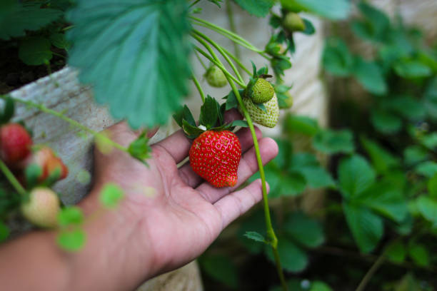 istock Hand holding Strawberry in the fields 1437769751