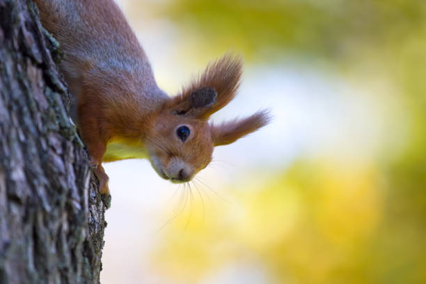 istock squirrel in the park on a tree. animals in nature 1437769829