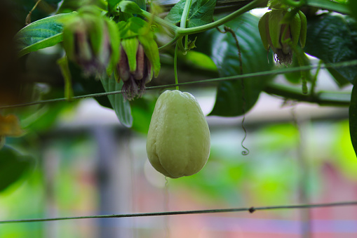 White Chayote squash growing on tree branches in the garden. White Chayote squash is also known as mirliton, choko, and chouchou.