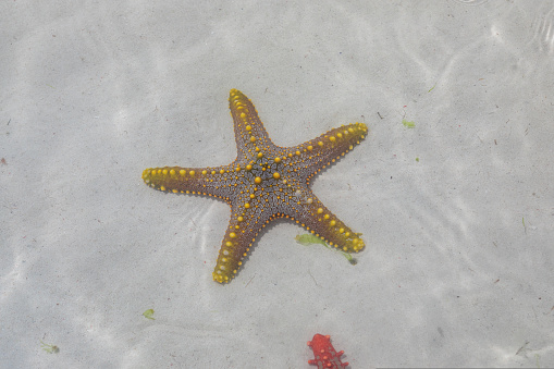 A lot of colorful beautiful starfish lying on the bottom in the blue ocean. Zanzibar island. High quality photo