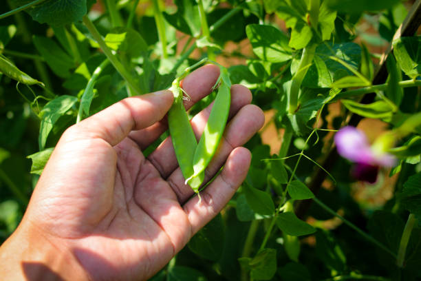 горох сажают на дерево в полях - pea flower стоковые фото и изображения