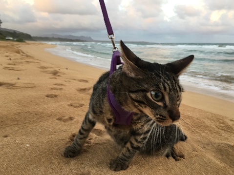 Kitten during Golden Hour in October at Kauai Beach in Lihue on Kauai Island, Hawaii.