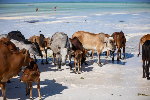 istock cows play on the beach near the water 1437772779