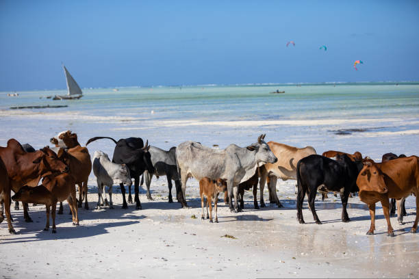 istock cows play on the beach near the water 1437773697