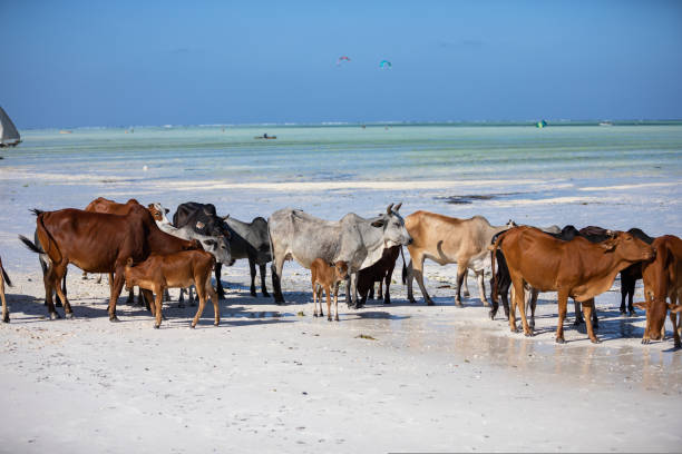 istock cows play on the beach near the water 1437774357