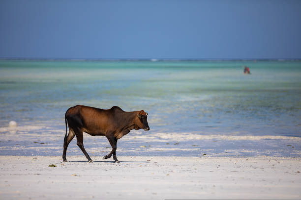 istock Young cow walking on a beautiful beach along the ocean 1437774413