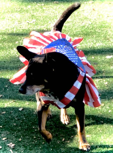 istock Stars and Stripes Halloween Pup 1437776463