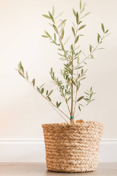 istock Small Olive Tree Potted in a Wicker Basket Indoors in a Modern Neutral Home 1437778180