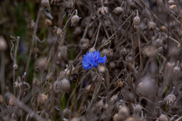 An isolated dried thistle flower in a  field